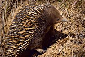 Spiny Anteater All Galleries Birds And Animals Echidna Spiny Anteater Spiny Anteater Australian Animals Echidna