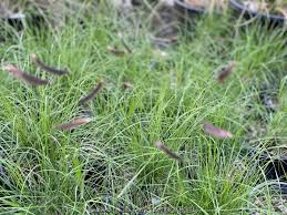 Image result for Laggera gracilis