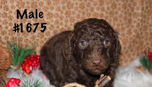 Red barn doodles is a quality small breeder located 30 min. Standard F1b Chocolate Goldendoodle The Puppy Shack Ohio Facebook
