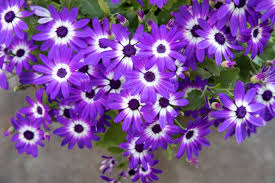Image result for Cineraria mazoensis