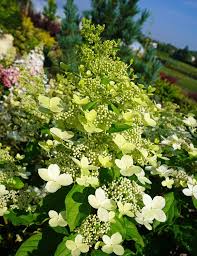 Image result for Basella paniculata