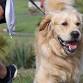 Walk n’ Wag Auckland - Leigh Auton Reserve Event Image