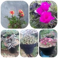 Anggrek merupakan salah satu jenis tanaman hias bunga yang memiliki. Paket 5 Jenis Tanaman Hias Krokot Bunga Pot Gantung Lazada Indonesia