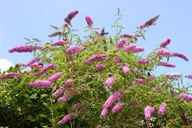 Sow seed in cell packs or flats, press into soil but do not cover. Butterfly Bush How To Plant Grow And Care For Butterfly Bushes Hgtv