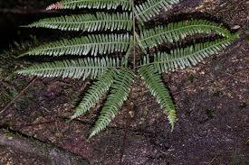 Image result for Pteris friesii