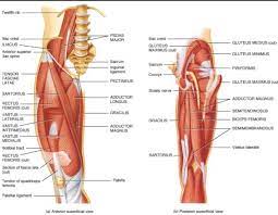 The muscles of the hip and thigh keep your hip joints strong and mighty, allowing for a wide range of hip movements. Upper Leg Muscle Chart Detikak