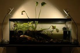 Axolotl Tank Axolotl Axolotl Tank Nature Tank