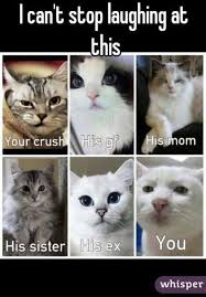 36 New Funny Animal Pictures You Re Going To Love Funny Cat Memes Funny Animal Memes Funny Animal Pictures