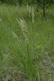 Image result for Koeleria