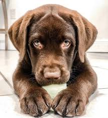 Comment Bien Eduquer Son Chiot Pas A Pas Mois Par Mois Vous Souhaitez Bien Dresser Votre Berger Alleman Chocolate Lab Puppies Cute Dogs Cute Dogs And Puppies