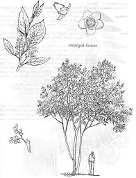 Image result for Maesa lanceolata
