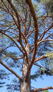 Image result for Hunteria densiflora