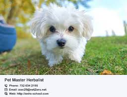 Our Home Study Pet Master Herbalist Program Is A Professional Herbalist Certification Designed To Animal Nutrition Dog Training Obedience Cat Nutrition