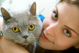 3,013 European Cat Green Eyes Stock Photos