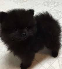 You can buy and adopt all available dog breeds like a labrador, golden retriever, german shepherd, pug, and other dog breeds online from responsible dog breeders in india. Dog Breeds Teacup Pomeranian Dog Price In India Novocom Top