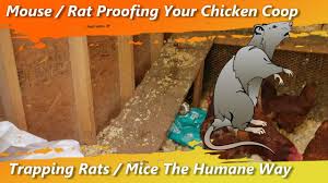 You can also spray the outside of your coop with a homemade raccoon repellent. How To Humanely Trap Rats Mice In Your Chicken Coop House Garage Or Outside In Your Yard No Kill Youtube