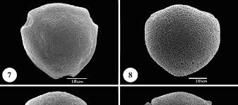 Image result for Tricalysia bagshawei