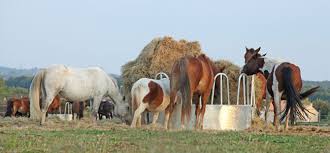 Botulismus wird häufig übers futter (silage/heulage) ausgelöst, wenn ein tierkadaver im ballen war. Heu Fur Pferde Ein Grundnahrungsmittel Unter Der Lupe Equidocsequidocs