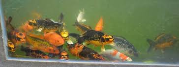 New koi shipment from japan we have some of the nicest koi in vancouver come choose your koi today we have over a 1000 to choose from ranging size from 5 to 32 inches thanks. Koi Fish For Sale Classifieds For Jobs Rentals Cars Furniture And Free Stuff