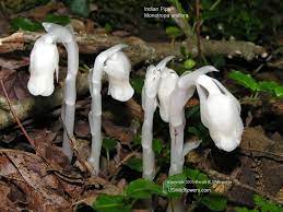 Pin On Garden And Homesteading
