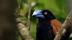 Image result for Vangueria vestita