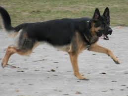Black And Tan Puppies German Shepherd Blanket Black And Tan German Shepherd I Love The Darker Ones German Shepherd Dogs German Shepherd German Shepherd Puppies
