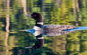 The most common backyard birds in michigan in winter (december to february) are these: Birdwatching In Grayling Mi Grayling Visitor S Bureau