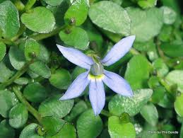 Blue star creeper (pratia pedunculata) blue star creeper is a popular ground cover for moist environments. Phil Bendle Collection Isotoma Fluviatilis Blue Star Creeper Citscihub
