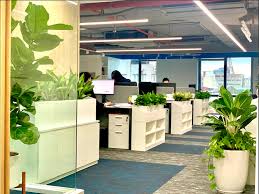 Dịch vụ cho thuê cây cảnh nội thất