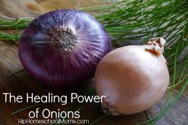 I started to give him a botanical tincture that i keep at home, but i. The Healing Power Of Onions Hip Homeschool Moms