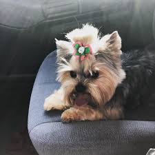 Check spelling or type a new query. Adult Yorkies For Sale Yorkielicious