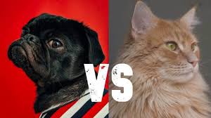When you train a dog, it can dance with you. Dogs Vs Cats Which Pet Makes The Better Housemate Stuff Co Nz