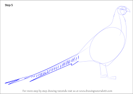 Learn How To Draw A Common Pheasant Birds Step By Step Drawing Tutorials This is useful of course, but your final drawing will look too flat and rigid. learn how to draw a common pheasant