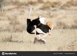 Mating Ostrich Pair Stock Photo C 2630ben 141079808