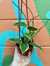 Image result for Carvalhoa macrophylla