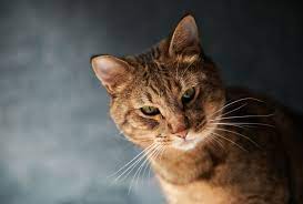 maro animals beautiful cats cats