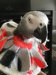 Birds Be Safe Collar Soft Parrot Collar Bird Collar Slip On Style Parrottips Bird Collar Parrot Toys Parrot