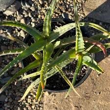 Image result for Aloe arborescens