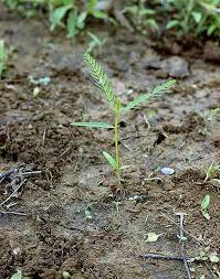 Image result for Sesbania pachycarpa