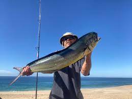 Shore-Fishing Amigos, A Few Beach Fish From Southern Baja Past 1.5Yr. To  Start Your Day | Bloodydecks