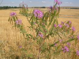Image result for Cleome rubella