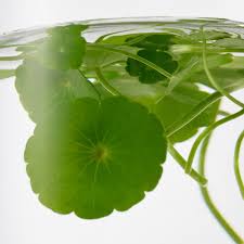 Image result for Centella asiatica