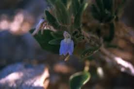 Image result for Petalidium bracteatum