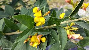 Image result for Cajanus cajan