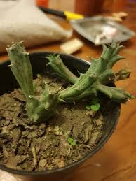 Image result for Piaranthus atrosanguineus