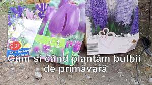 Cand sunt in stadiu de bulb. Cum Si Cand Plantam Bulbii De Lalele Pentru A Avea Flori Frumoase Youtube