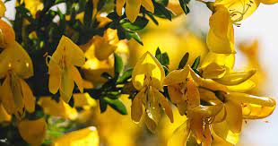 Broom Flowers Cs