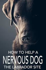 Puppies experience two fear periods during their development, and each fear period lasts for about 2 to 3 weeks, on average. Nervous Dog Help With Canine Fears And Phobias