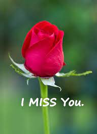 The plants do like a lot of water, making them ideal. Best Love Quotes Love Sayings I Miss You Remember Me Beautiful Red Roses Rose Flower Pictures Red Rose Pictures