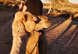 Sit back, relax and enjoy the view while. Riding A Camel Around Alice Springs